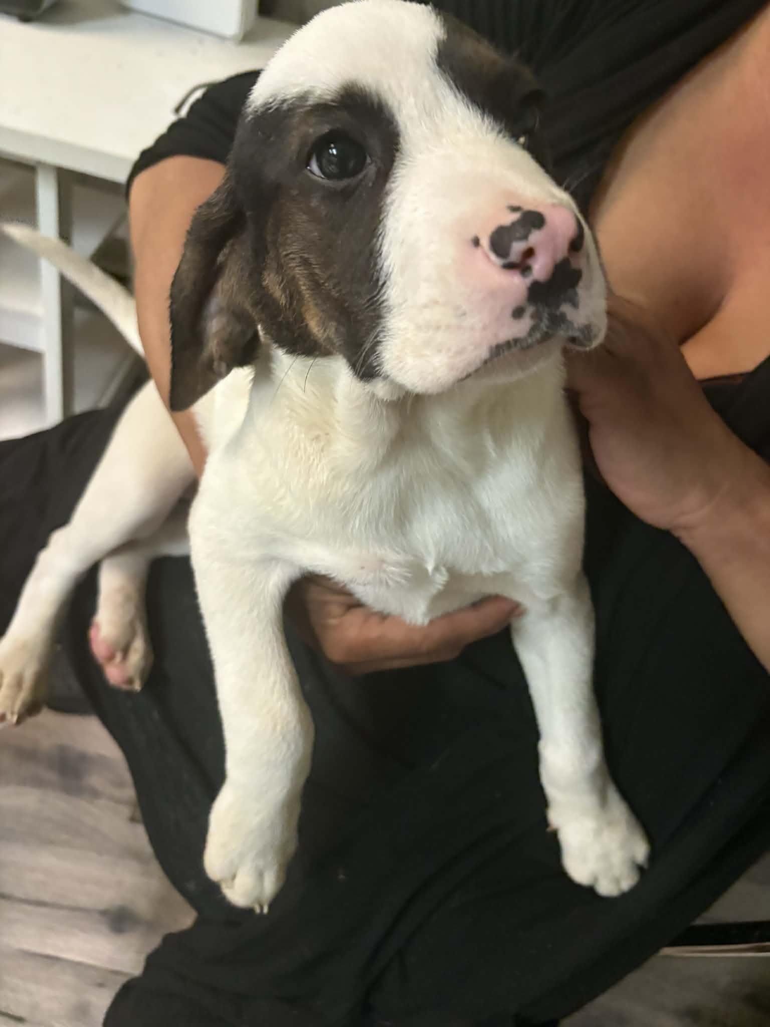 Enlarge Spot, a ADOPTABLE mixed breed in Woodbury, NJ image 1/1