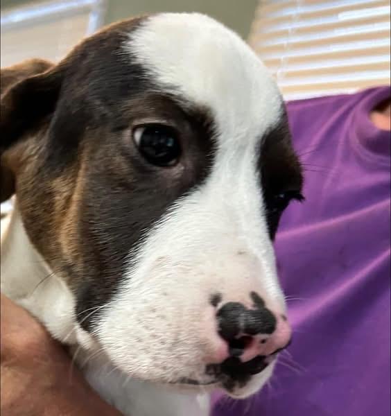 Enlarge Spot, a ADOPTABLE mixed breed in Woodbury, NJ image 2/4