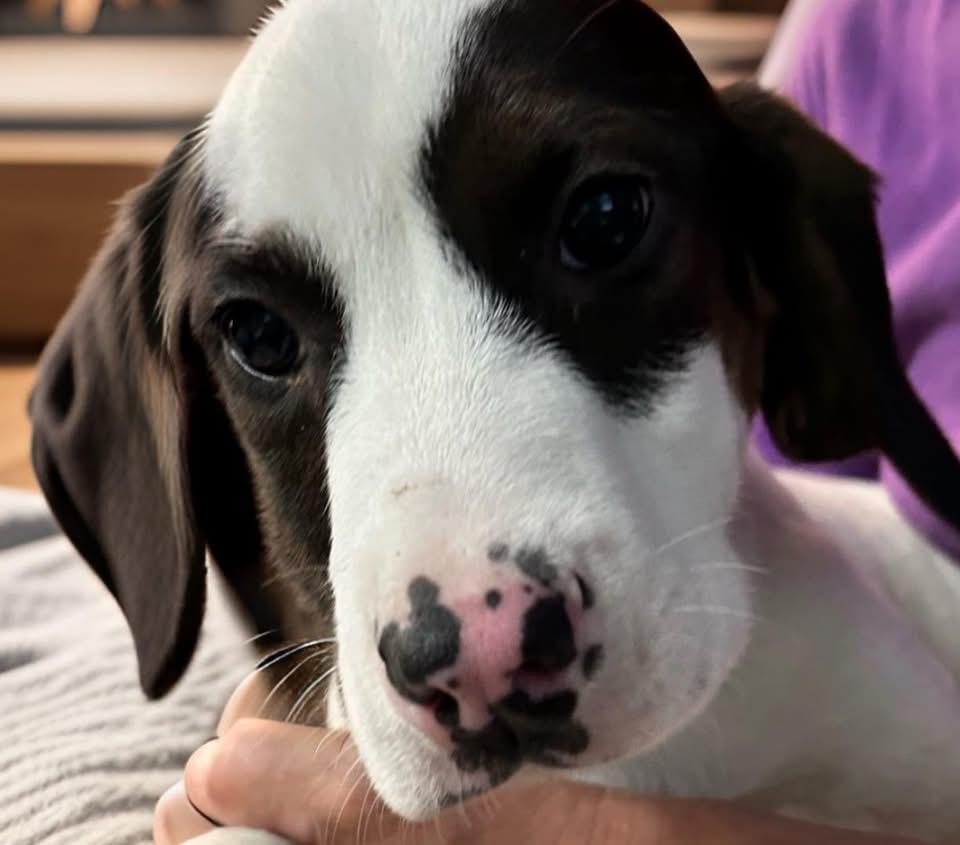 Enlarge Spot, a ADOPTABLE mixed breed in Woodbury, NJ image 3/4