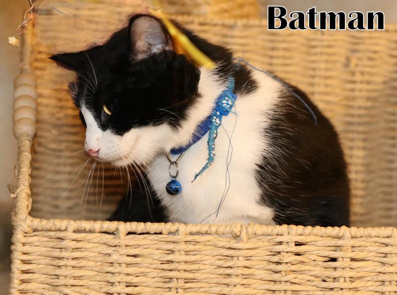 Batman, Adoptable, Kitten Male Tuxedo & Calico.