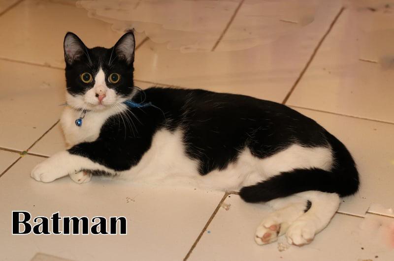 Enlarge Batman, a Adoptable mixed breed in Houston, TX image 4/6