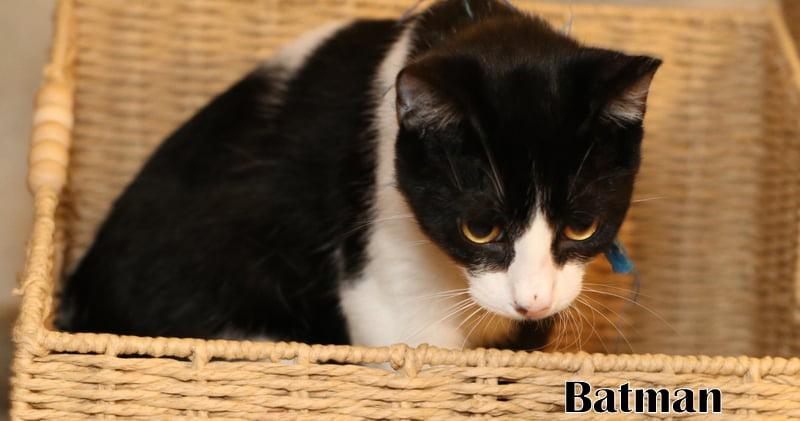 Enlarge Batman, a Adoptable mixed breed in Houston, TX image 6/6