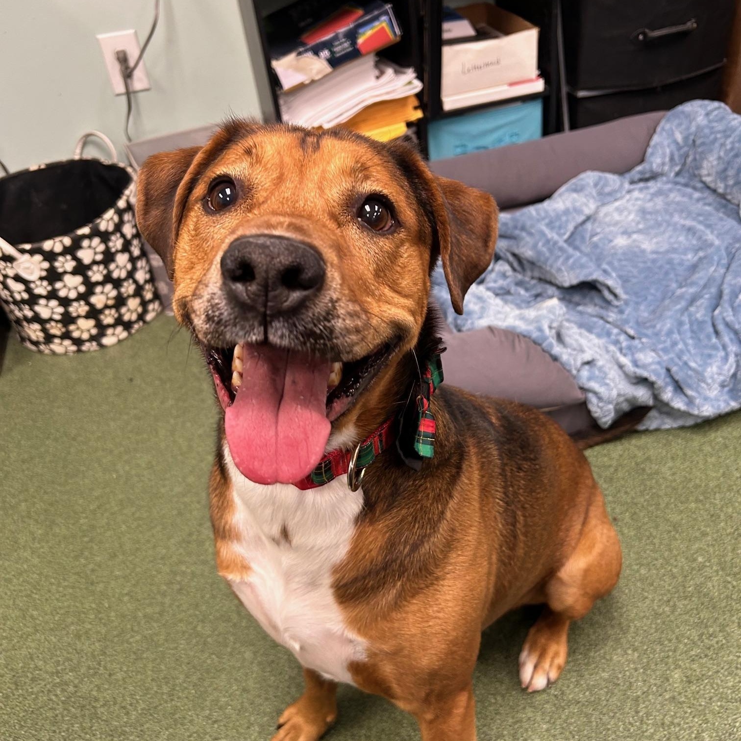 Eggnog, Adult Male Hound