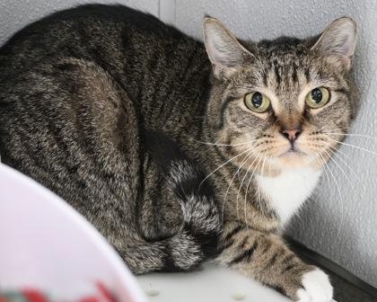 Enlarge Luna, a Adoptable Domestic Short Hair in West Seneca, NY image 1/2