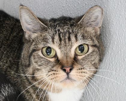 Enlarge Luna, a Adoptable Domestic Short Hair in West Seneca, NY image 2/2