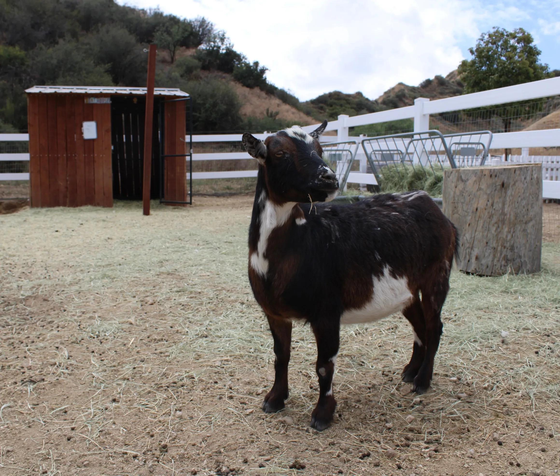 Pudding, adopted, Adult Male Nigerian Dwarf.