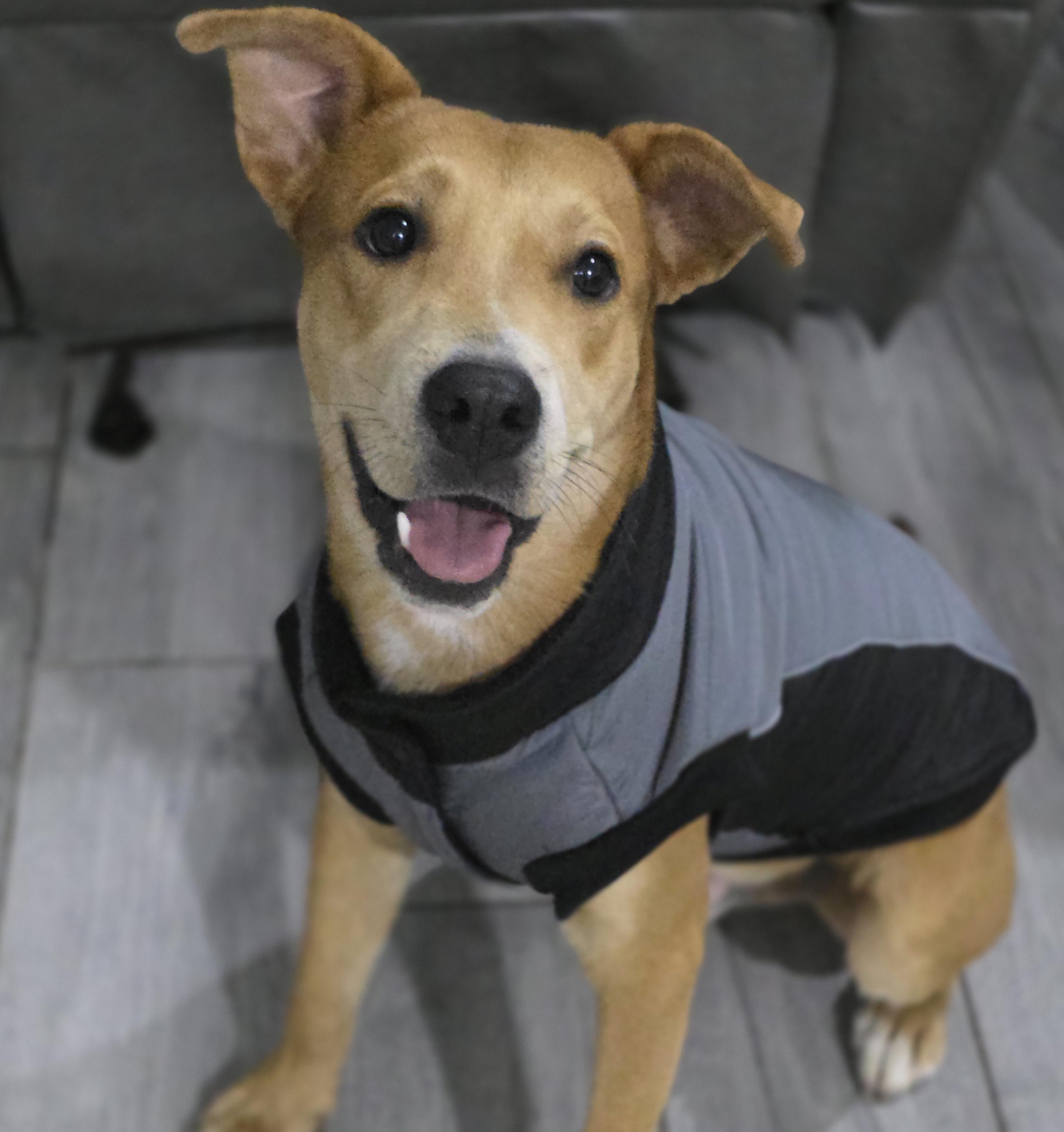 Enlarge Canelo, an adopted mixed breed in allentown, PA image 4/5