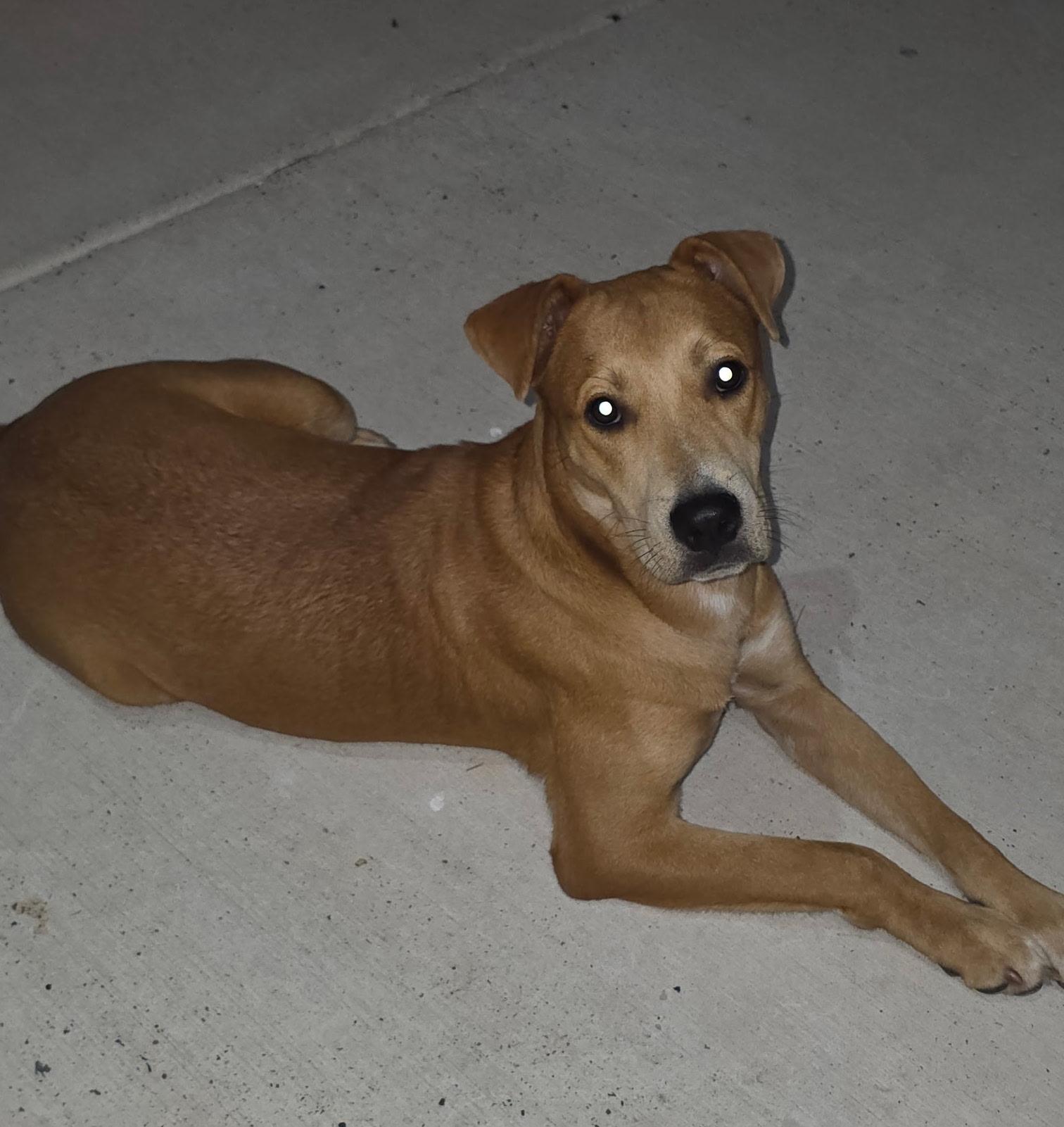 Enlarge Canelo, an adopted mixed breed in allentown, PA image 2/5