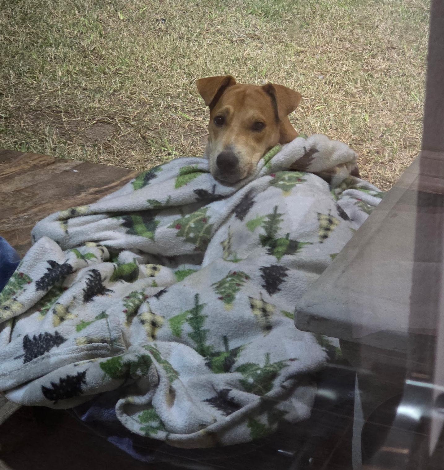 Enlarge Canelo, an adopted mixed breed in allentown, PA image 3/5