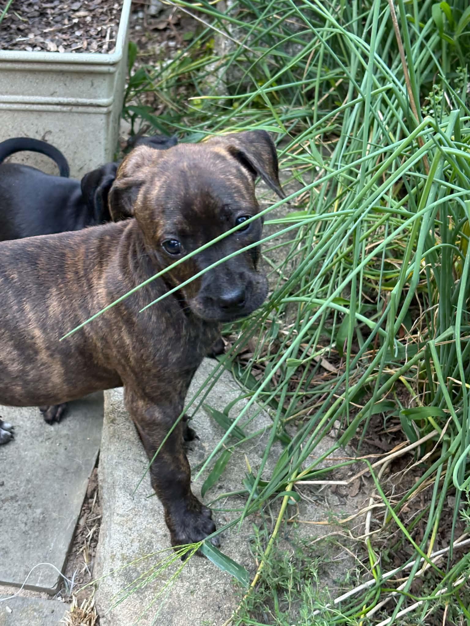 Kanga, a Adoptable mixed breed in Mount Bethel, PA image 5/6