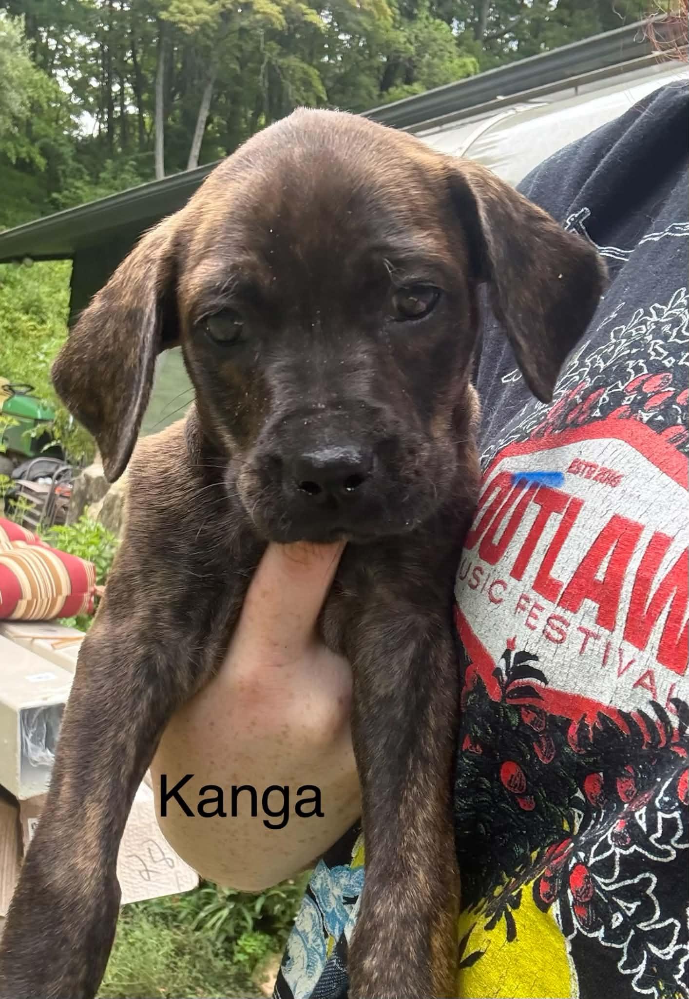 Kanga, a Adoptable mixed breed in Mount Bethel, PA image 3/6