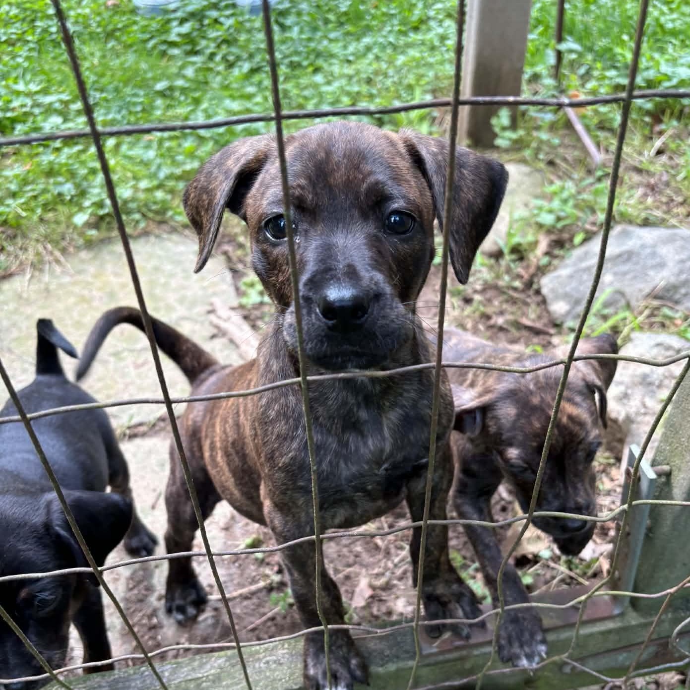 Kanga, a Adoptable mixed breed in Mount Bethel, PA image 2/6