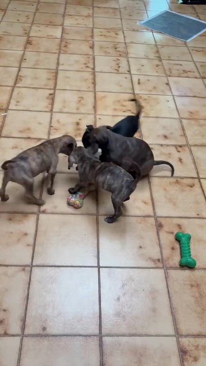 Enlarge Kanga, a Adoptable mixed breed in Mount Bethel, PA video 1/6