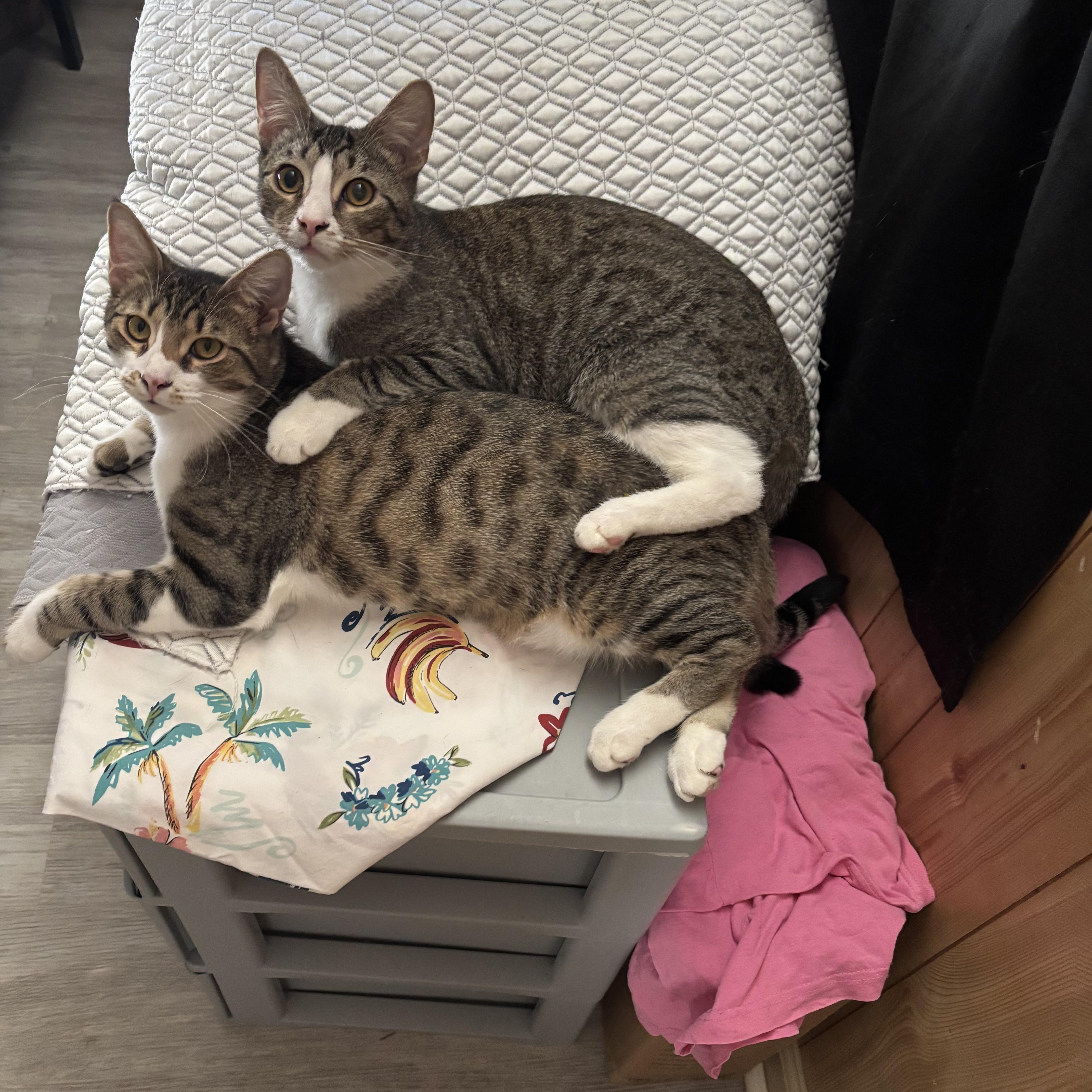 Esmerelda and Igor, Adoptable, Adult Male Domestic Short Hair.