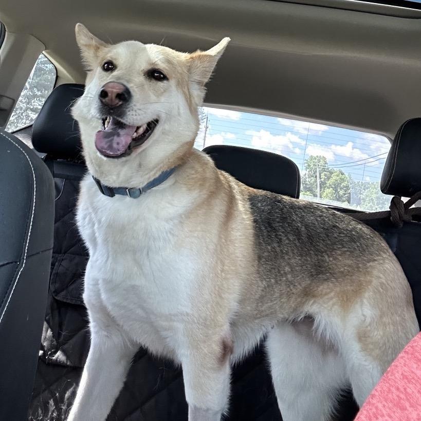 Molly, Adoptable, Adult Female Shepherd & Husky.