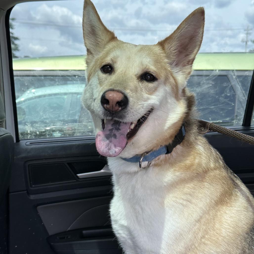 Molly, a Adoptable mixed breed in Avon, OH image 2/6