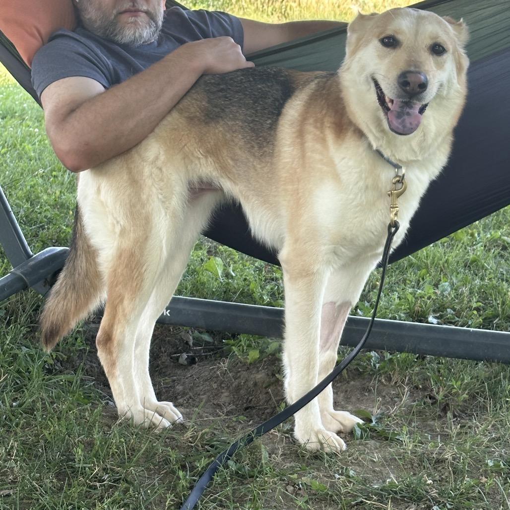 Molly, a Adoptable mixed breed in Avon, OH image 3/6