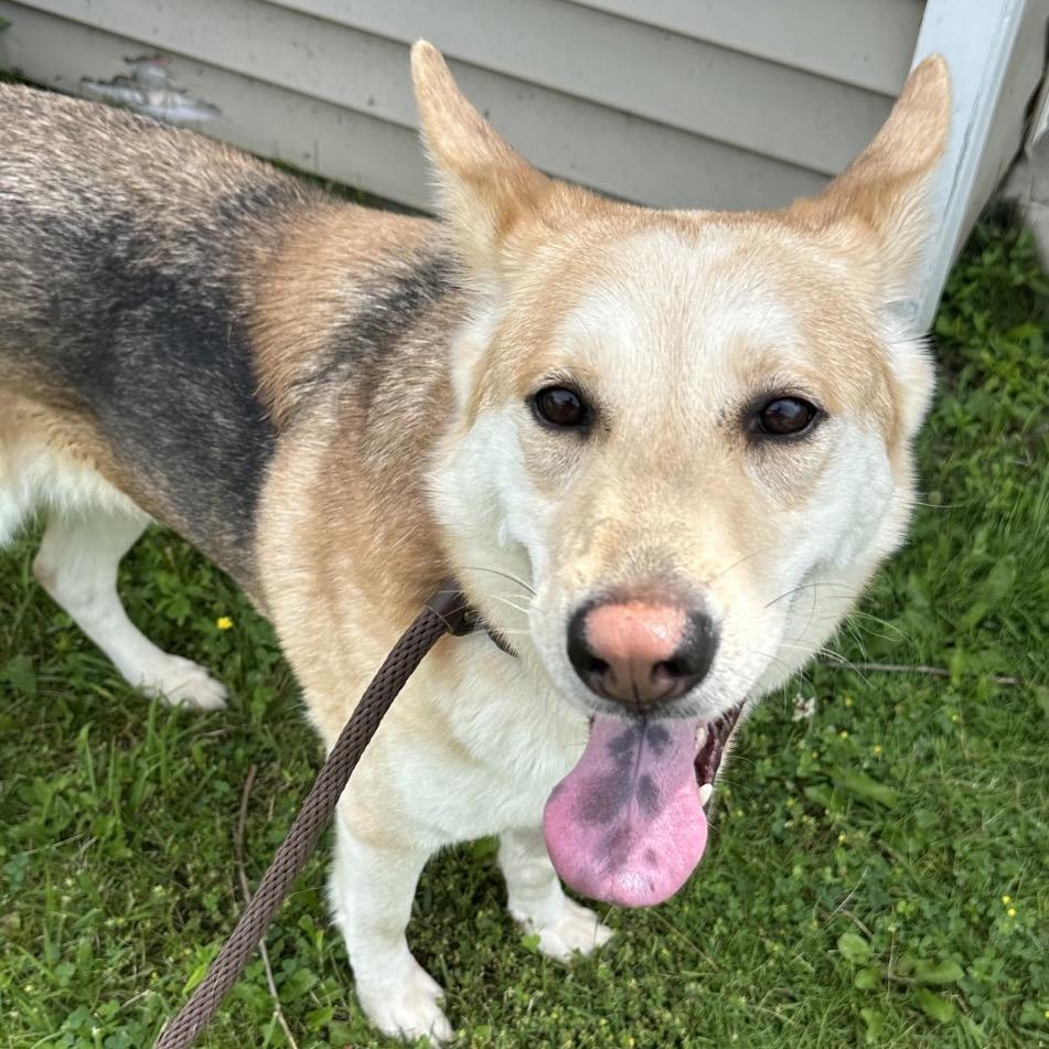 Molly, a Adoptable mixed breed in Avon, OH image 4/6