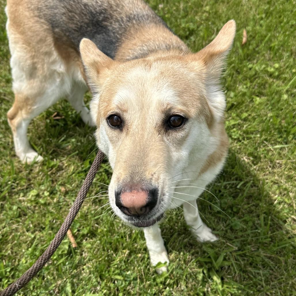 Molly, a Adoptable mixed breed in Avon, OH image 5/6