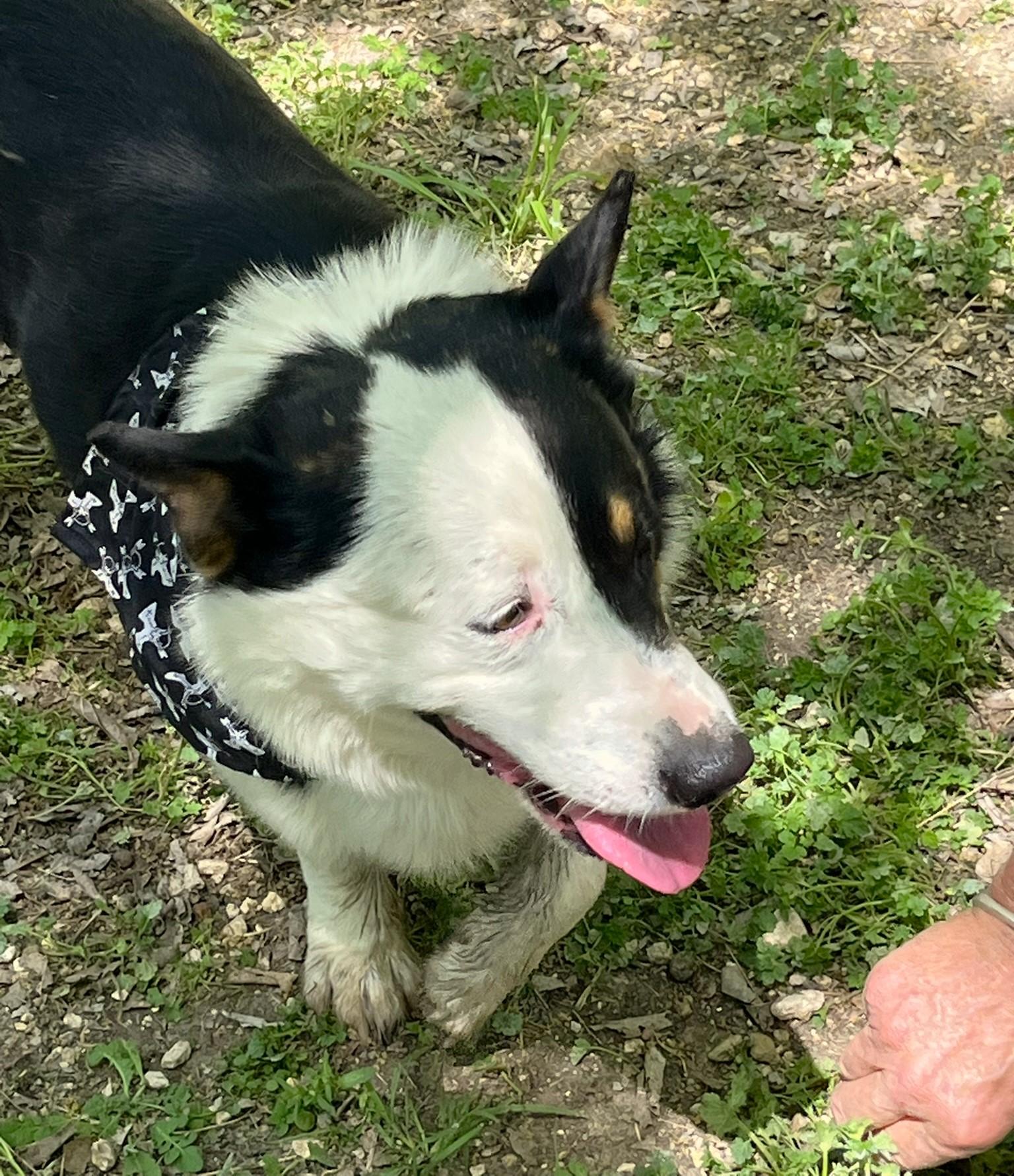 Enlarge Monty, an adopted mixed breed in Godley, TX image 6/6