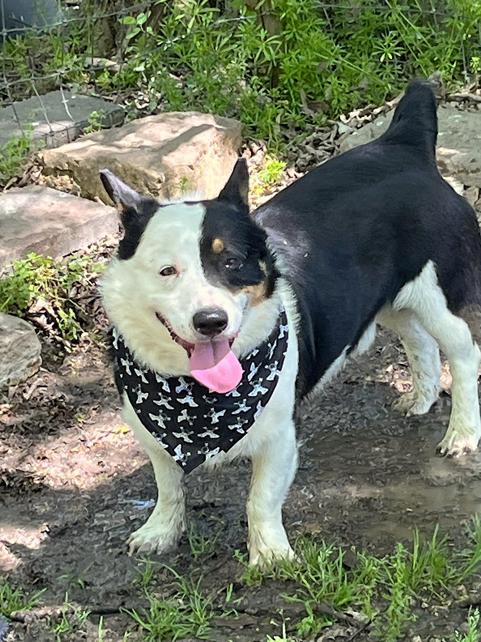 Enlarge Monty, an adopted mixed breed in Godley, TX image 2/6