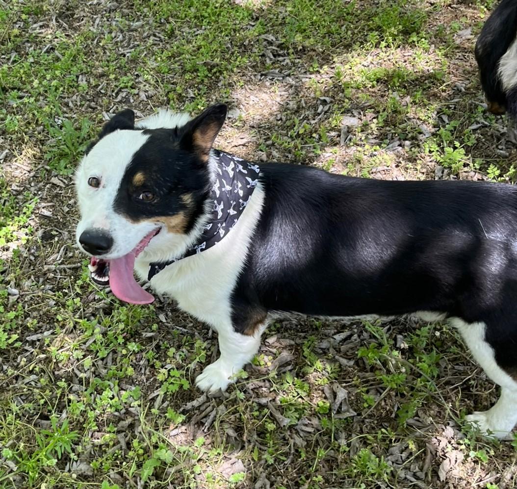 Enlarge Monty, an adopted mixed breed in Godley, TX image 5/6