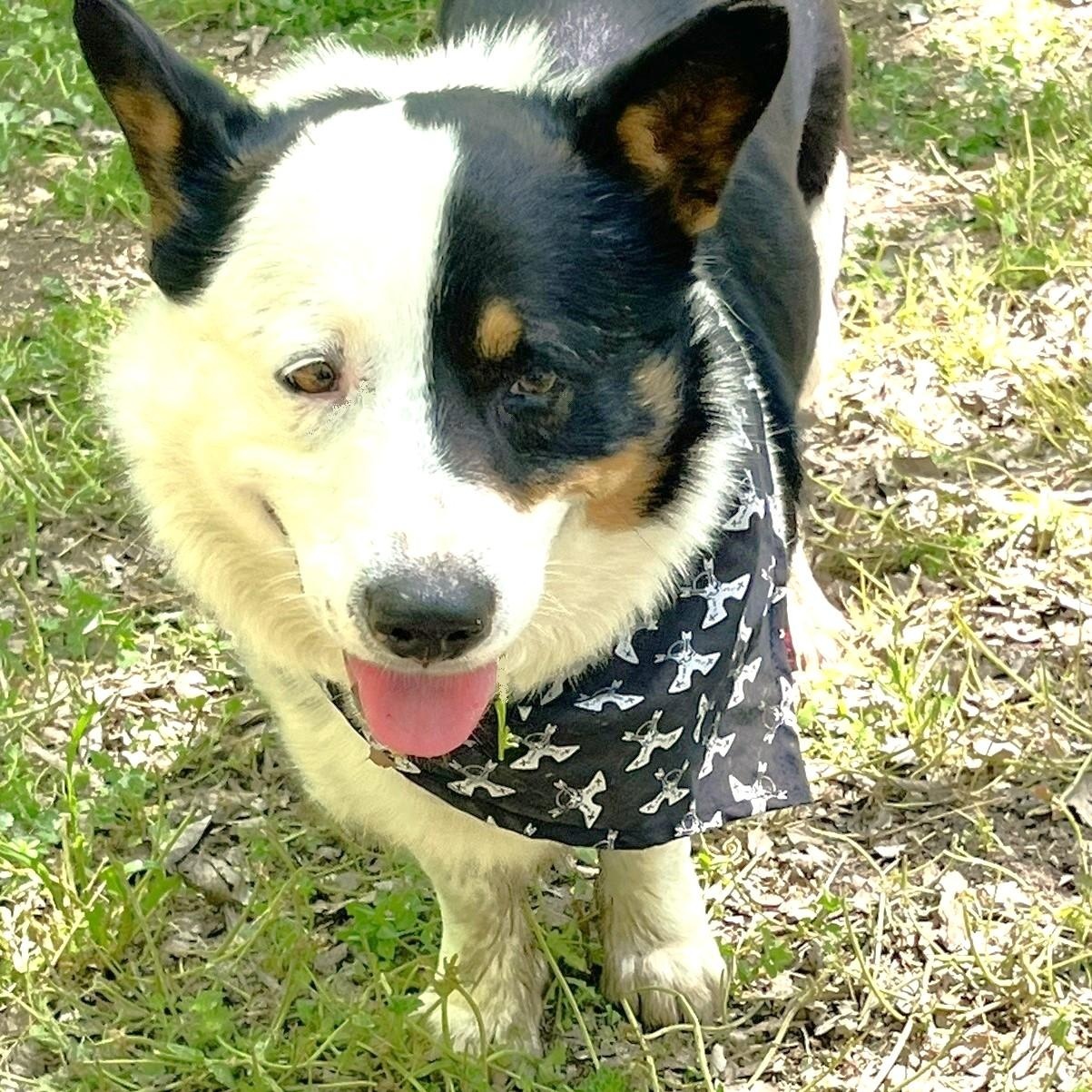 Monty, adopted, Adult Male Corgi & Pembroke Welsh Corgi.