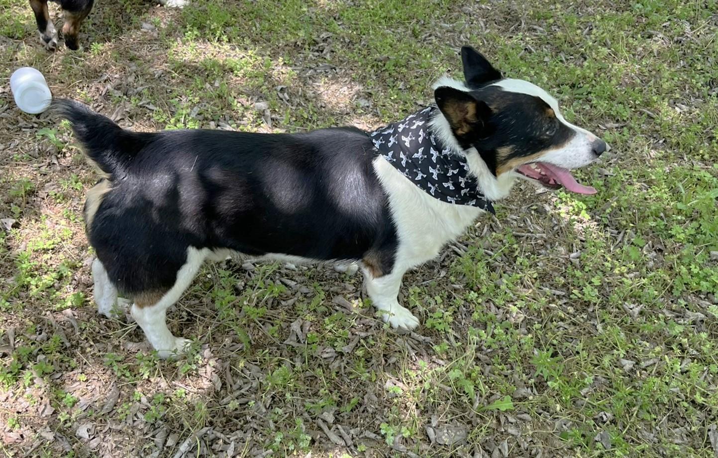 Enlarge Monty, an adopted mixed breed in Godley, TX image 4/6