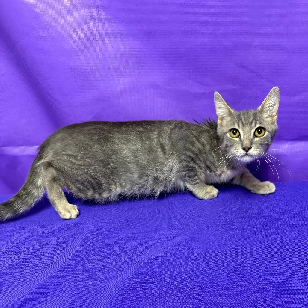 Enlarge Hunter, a Adoptable Domestic Short Hair in North Myrtle Beach, SC image 1/1