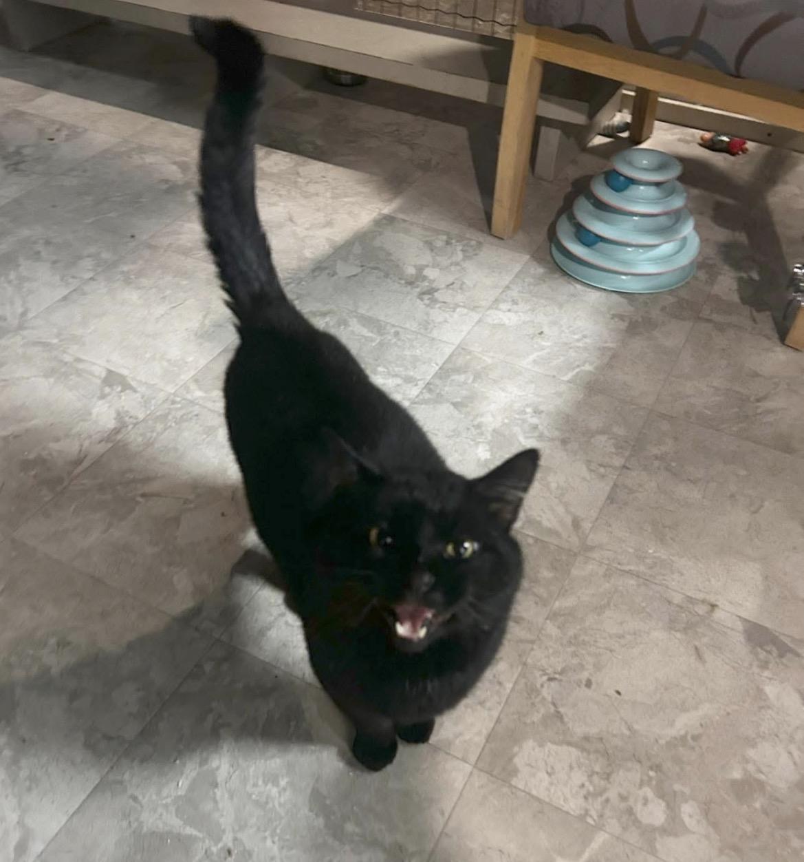 Enlarge Paladan, an adopted Domestic Short Hair in Maple Ridge, BC image 5/5