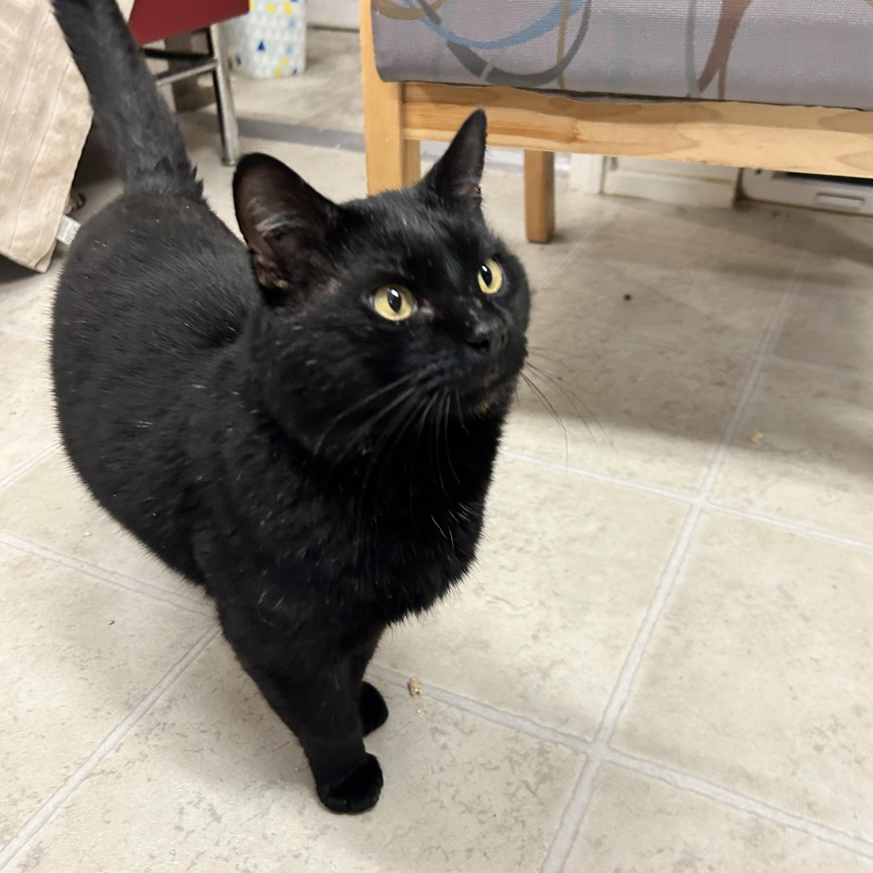 Enlarge Paladan, an adopted Domestic Short Hair in Maple Ridge, BC image 2/5