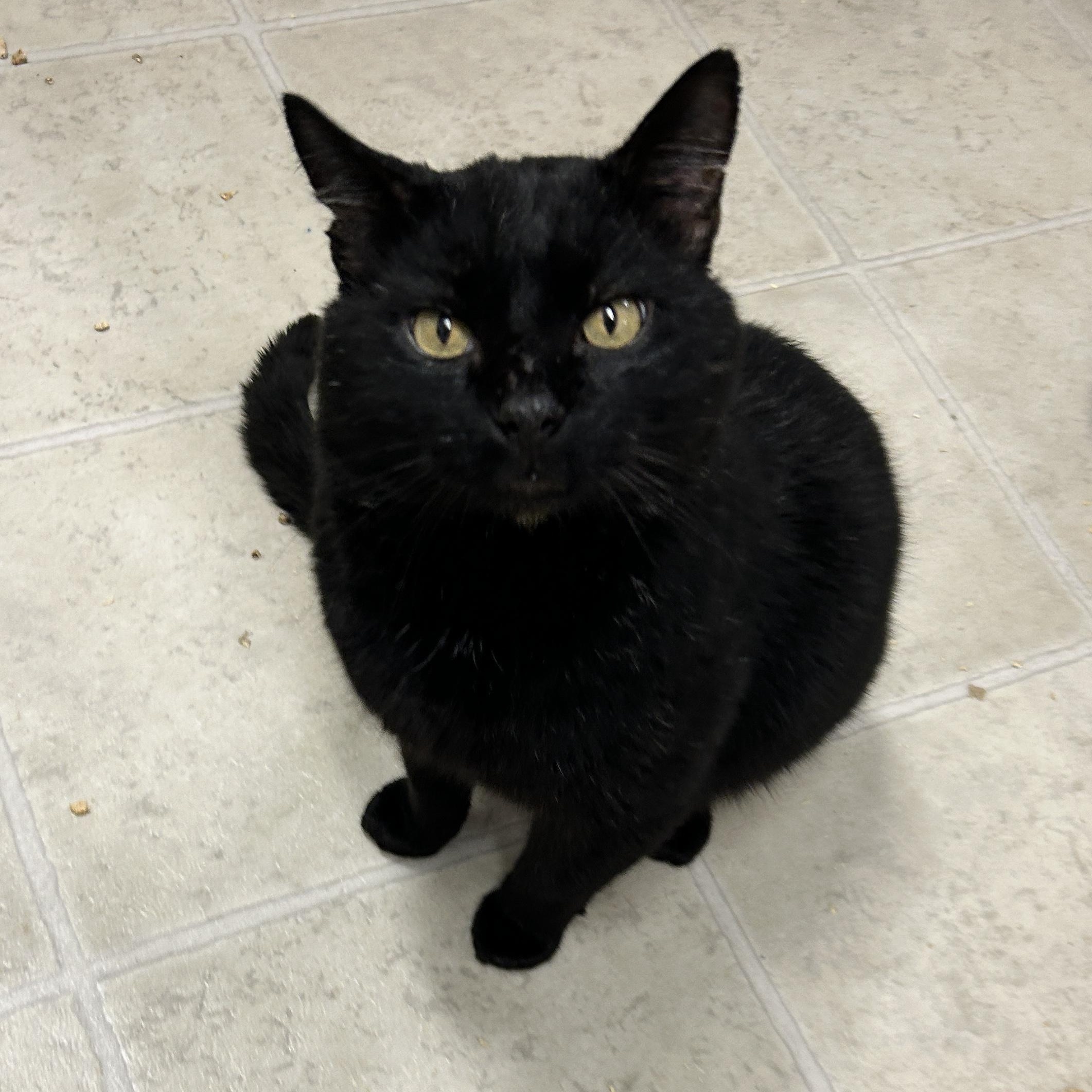 Enlarge Paladan, an adopted Domestic Short Hair in Maple Ridge, BC image 3/5