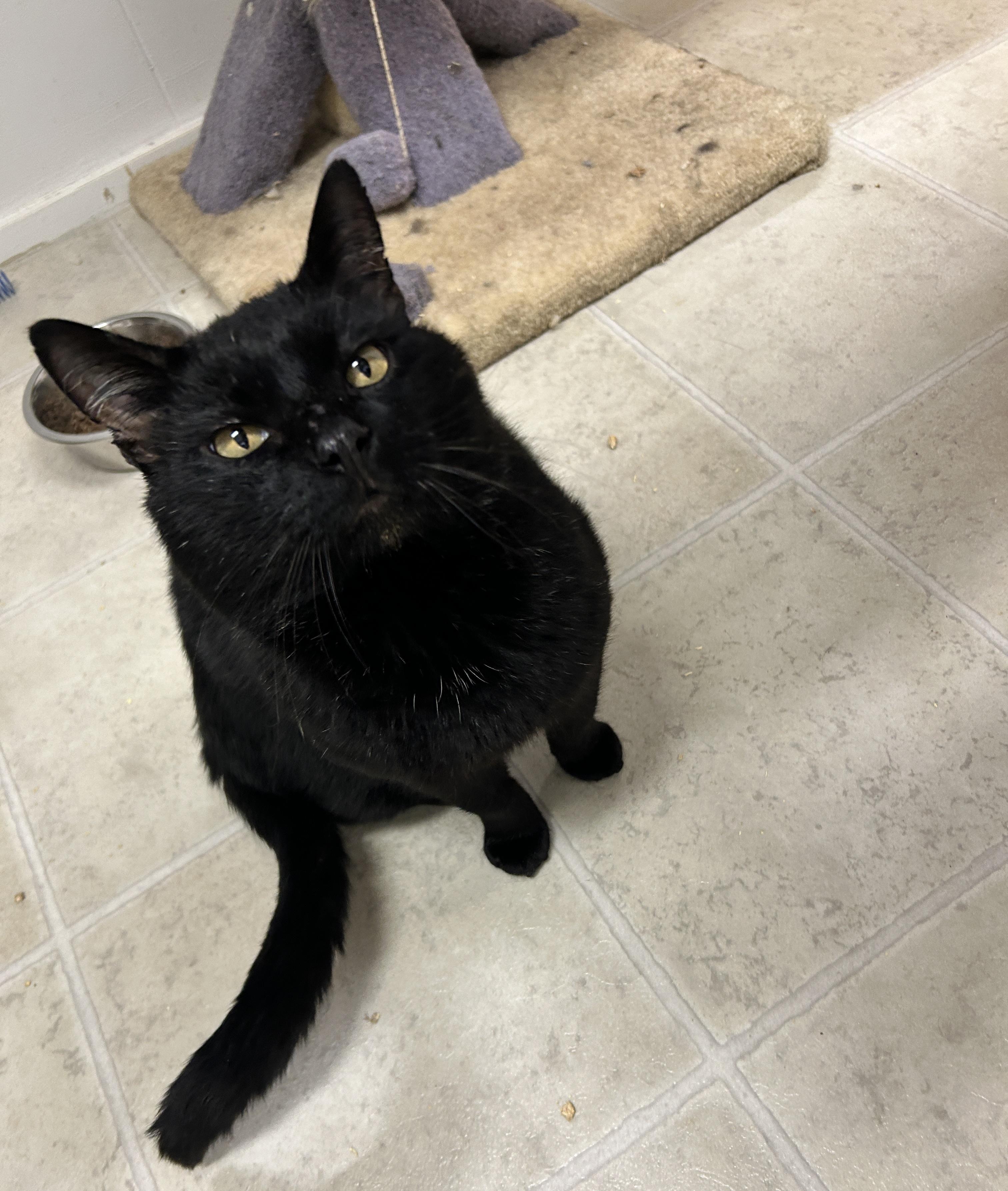 Enlarge Paladan, an adopted Domestic Short Hair in Maple Ridge, BC image 4/5