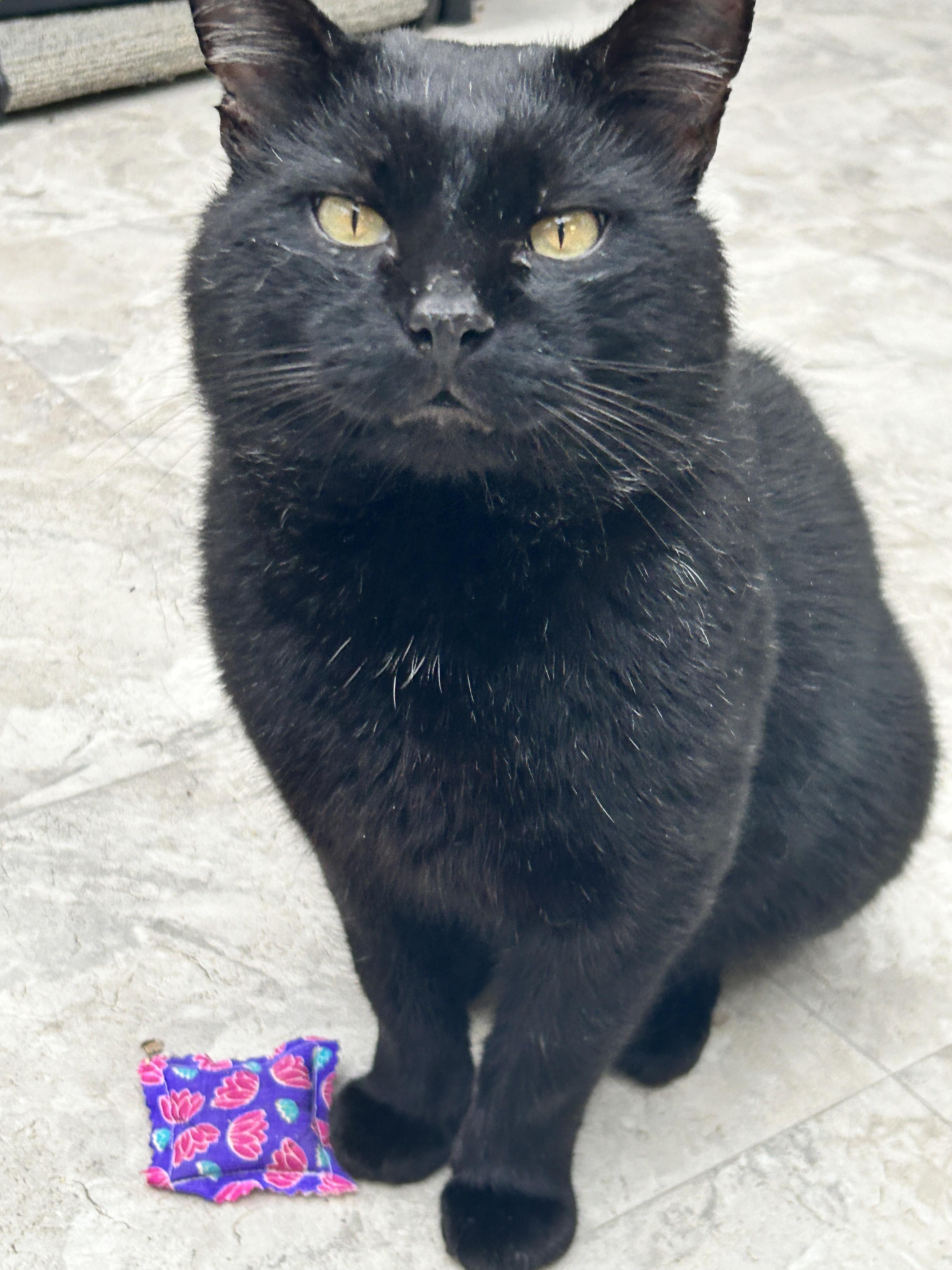 Paladan, adopted, Young Male Domestic Short Hair.