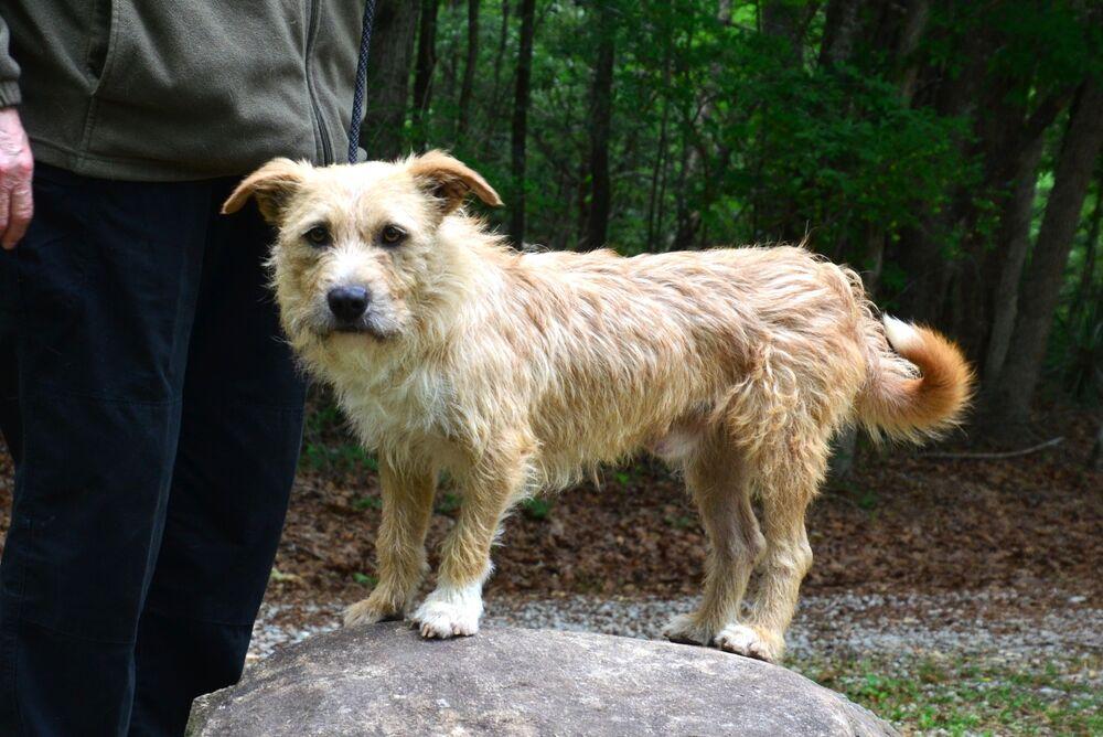 Kilo, Adoptable, Young Male Border Terrier & Terrier.