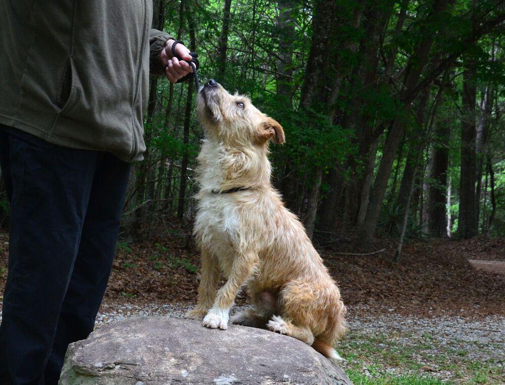 Enlarge Kilo, a Adoptable mixed breed in Willingboro, NJ image 2/6
