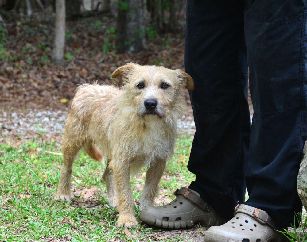 Enlarge Kilo, a Adoptable mixed breed in Willingboro, NJ image 3/6