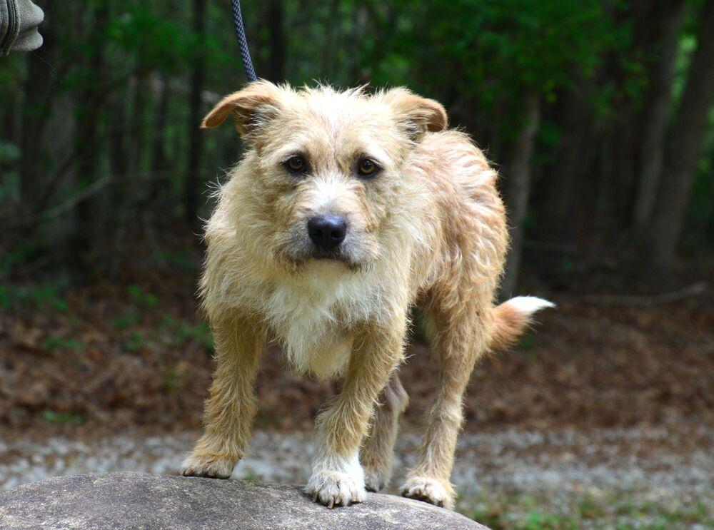 Enlarge Kilo, a Adoptable mixed breed in Willingboro, NJ image 4/6
