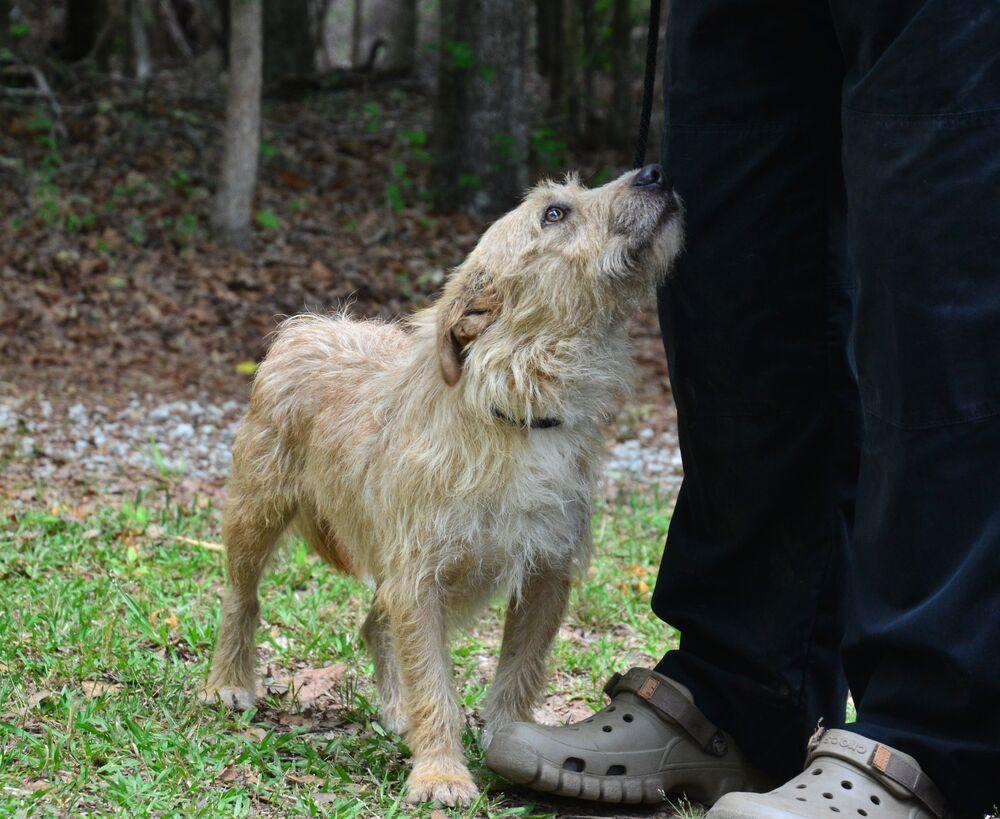 Enlarge Kilo, a Adoptable mixed breed in Willingboro, NJ image 5/6