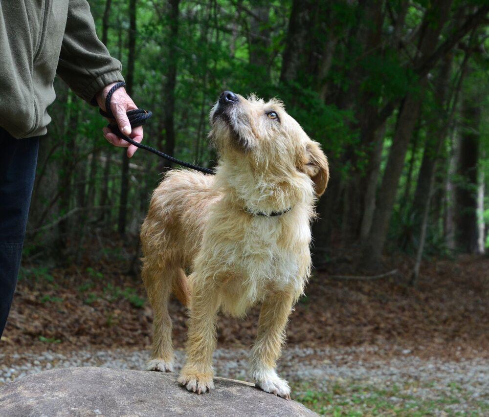 Enlarge Kilo, a Adoptable mixed breed in Willingboro, NJ image 6/6