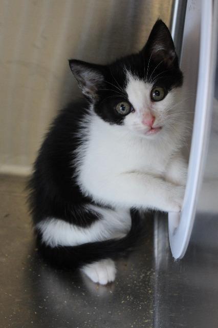 Enlarge BW, a Adopted mixed breed in Havre, MT image 1/1