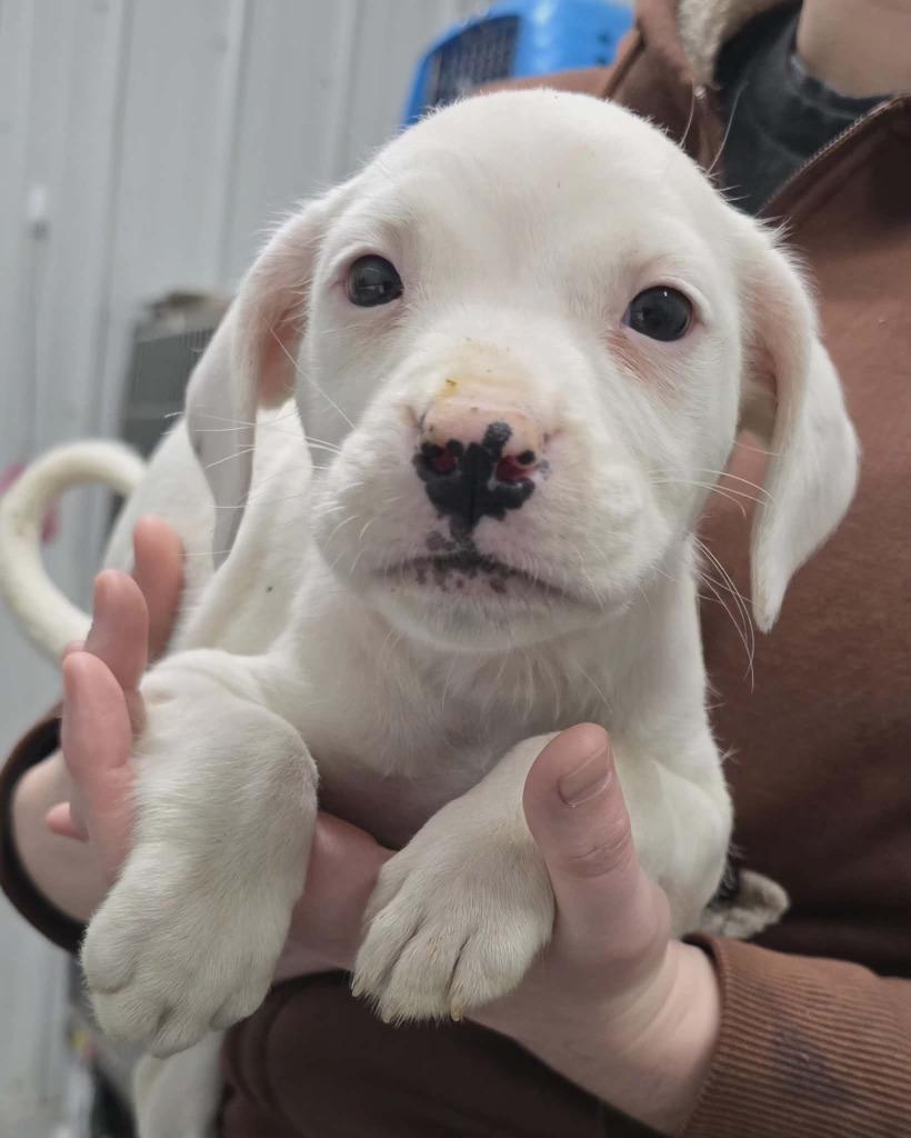 Enlarge Kylie, a Adoptable mixed breed in Hillsdale, IN image 1/1