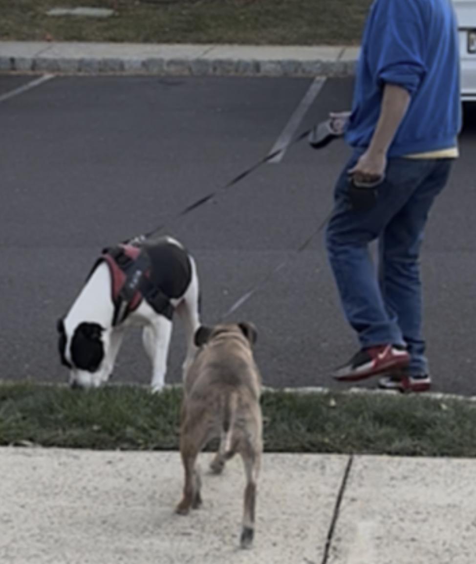 Enlarge Kalle, a Adoptable mixed breed in Baltimore, MD image 5/6