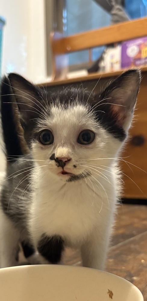 Enlarge Mushu, a Adoptable Domestic Short Hair in Lake Wylie, SC image 3/4