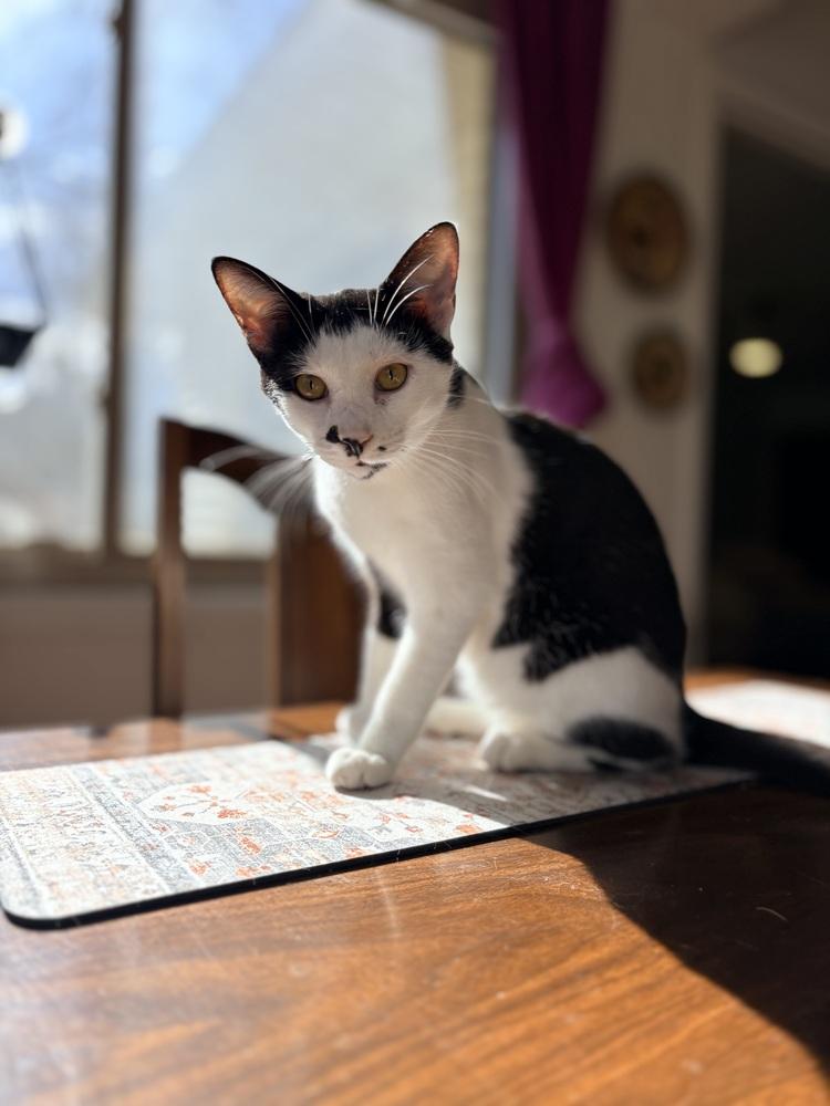 Enlarge Mushu, a Adoptable Domestic Short Hair in Lake Wylie, SC image 5/6