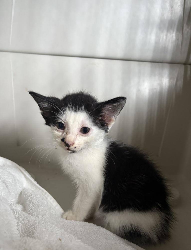 Enlarge Mushu, a Adoptable Domestic Short Hair in Lake Wylie, SC image 4/4