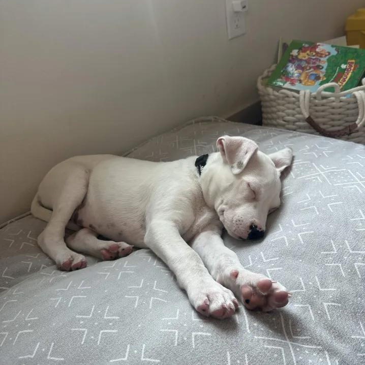 Enlarge Keanu (Seattle, WA), a Adoptable mixed breed in Seattle, WA image 2/5