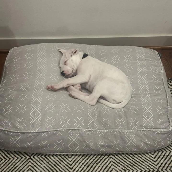 Enlarge Keanu (Seattle, WA), a Adoptable mixed breed in Seattle, WA image 5/5