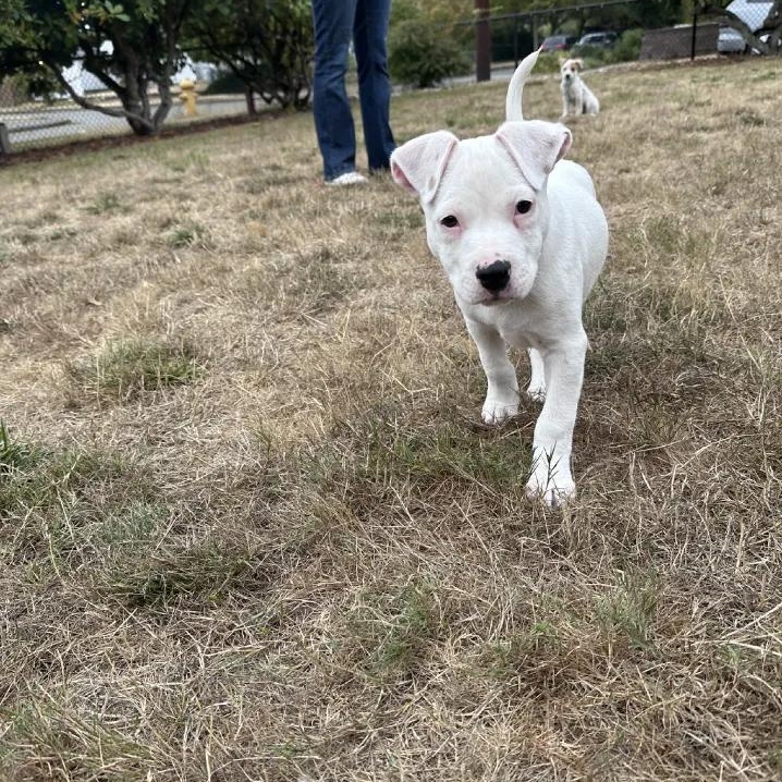 Keanu (Seattle, WA), Adoptable, Puppy Male Australian Cattle Dog / Blue Heeler.