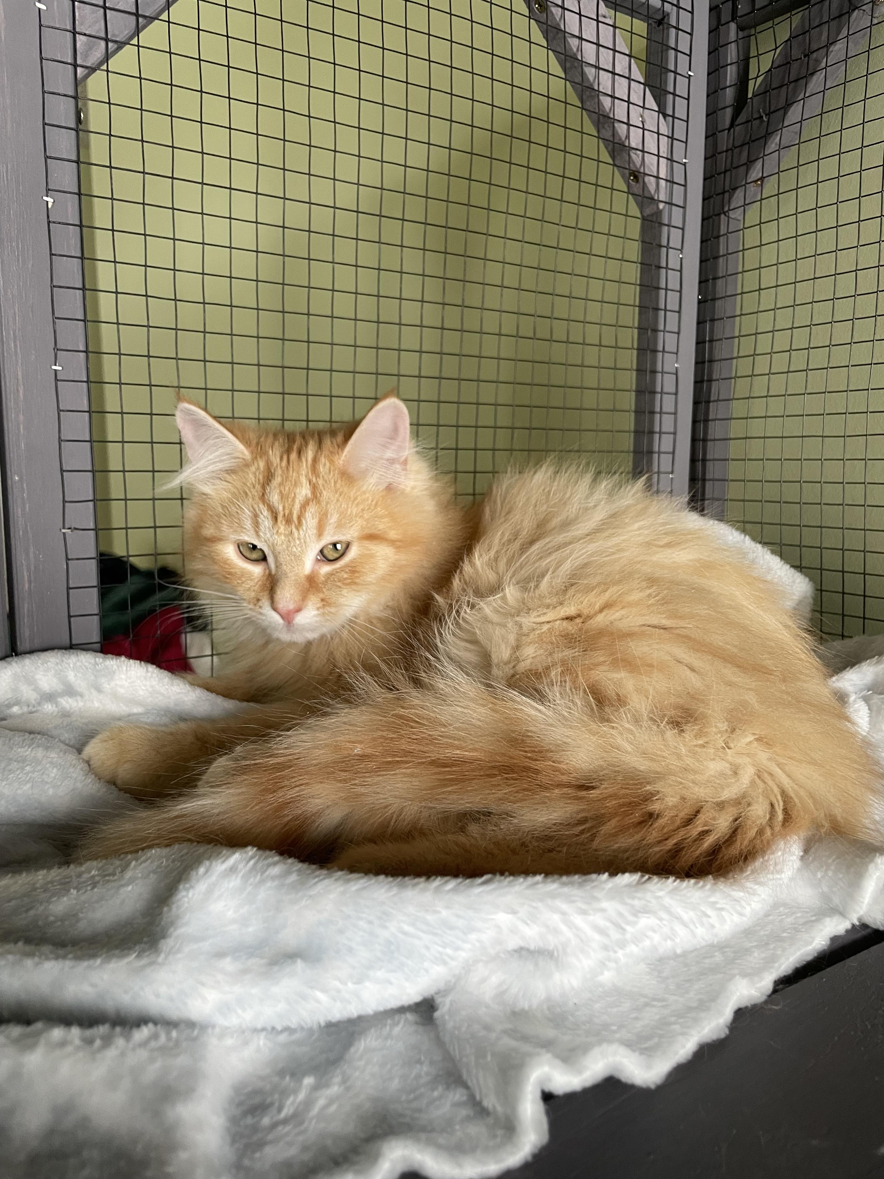 George, a Adopted Domestic Long Hair in Goodlettsville, TN image 3/6